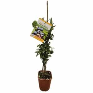Blueberry 'Brigitta Blue' in Pot 18cm