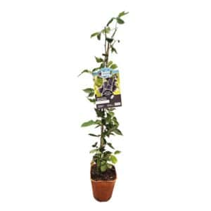 Blackberry 'Loch-Ness' in Pot 18cm