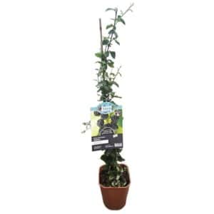 Blackberry 'Navaho' in Pot 18cm