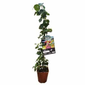 Tayberry in Pot 18cm
