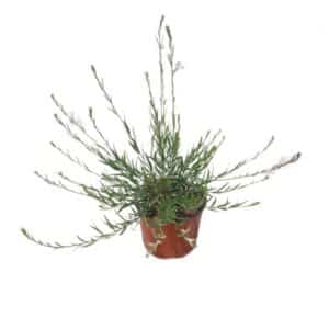 Gaura Lindheimer Alba in Pot 18cm