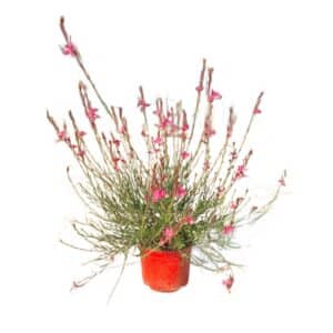 Gaura Nana in Pot 18cm