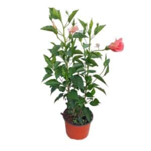 Hibiscus Rosa-Sinensis in Pot 18cm