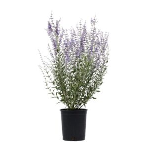 Perovskia Atriplicifolia in Pot 18cm