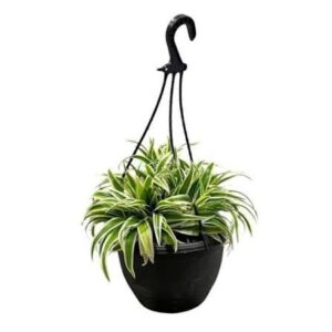 Chlorophytum in Basket 16cm