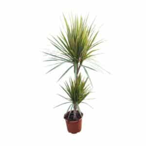 Dracaena Bicolor H45-15cm