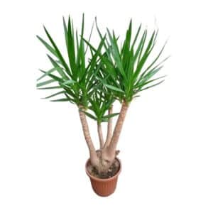 Yucca Ramificata in Pot 35cm H90cm