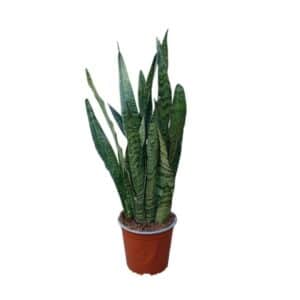 Sanseveria Zeilanica in Pot 15cm