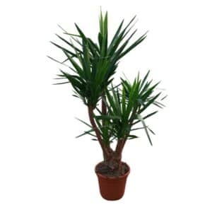 Yucca Ramificata in Pot 40cm H120cm
