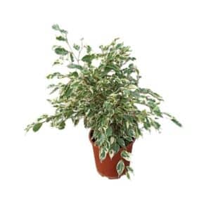 Ficus Cespuglio Starlight in Pot 24cm