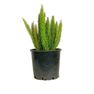 Asparagus Meyerii in Pot 18cm Lt3.3