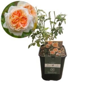 David Austin Rose 'Bathsheba®'