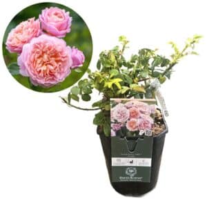 David Austin Rose 'Eustacia Vye®'