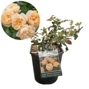 David Austin Rose 'Roald Dahl®'