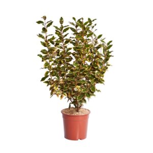 Elaeagnus X Ebb. 'Viveleg' in Pot 24cm