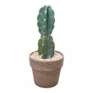 Cereus Jamacaru in Bowl 15cm