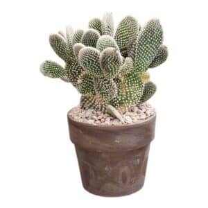 Opuntia Microdasys Albata in Bowl 15cm