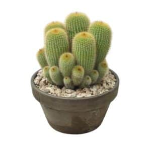 Notocactus Leninghausii in Bowl 15cm