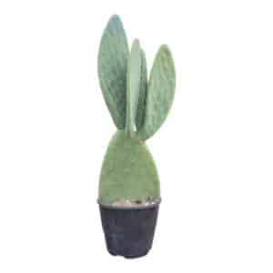 Fico D'india in Pot 17cm