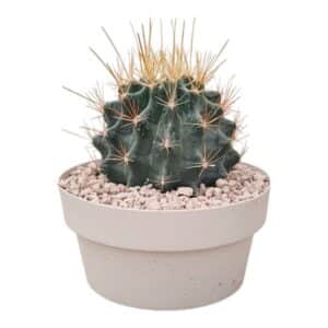 Ferocactus Hamatancanthus in Pot 20cm