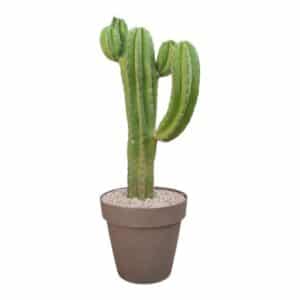 Polaskia Chichipe in Pot 30cm