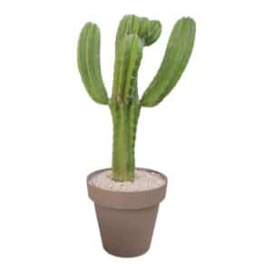 Polaskia Chichipe in Pot 35cm