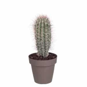 Pachycereus Pringlei in Pot 20cm