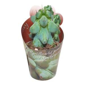 Myrtillocactus Geometrizans Cv. Fukurokuryuzinboku in Pot 6.5cm