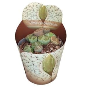 Lithops Gracilidelineata in Pot 6.5cm