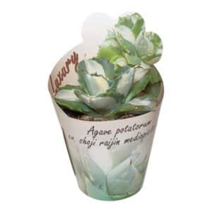 Agave Shoji Raijin Mediopicta Alba in Pot 6.5cm