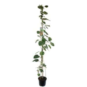 Kiwi Arguta 'Issai' (Hardy) in Pot 18cm