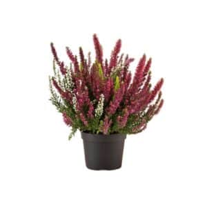 Calluna Vulgaris Trio in Pot 11cm