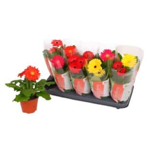 Gerbera 'Colourgame' in Pot 9cm