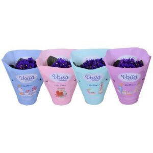 Saintpaulia Blue in Pot 12cm