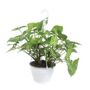 Syngonium in Basket